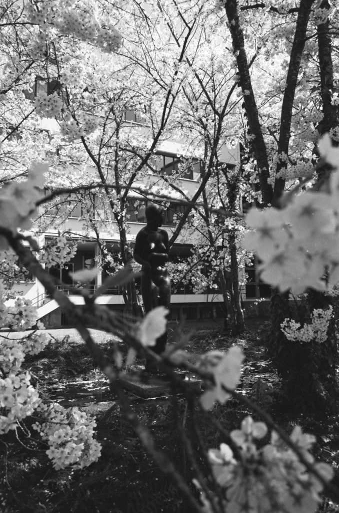 analoge Aufnahme mit Kirschblüten mit Statue im Hintergrund